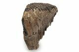 Fossil Woolly Mammoth Upper M Molar - Poland #357021-3